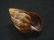 画像1: Thaumastus cf.orcesi Weyrauch (1)