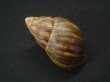 画像2: Thaumastus cf.orcesi Weyrauch (2)