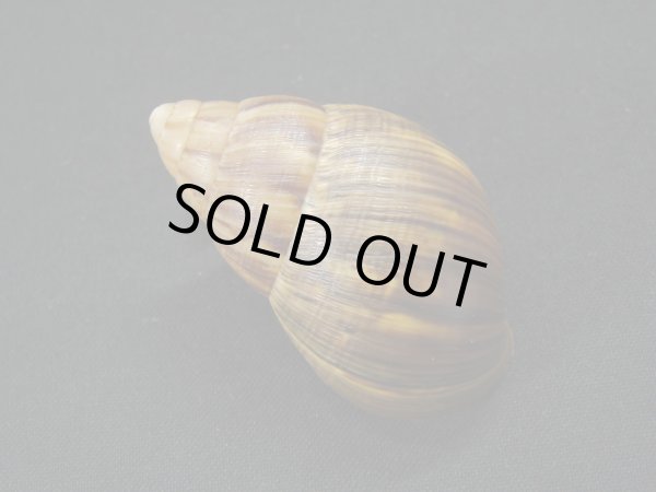 画像2: Thaumastus cf.orcesi Weyrauch (2)