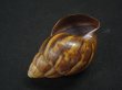 画像3: Thaumastus cf.orcesi Weyrauch (3)