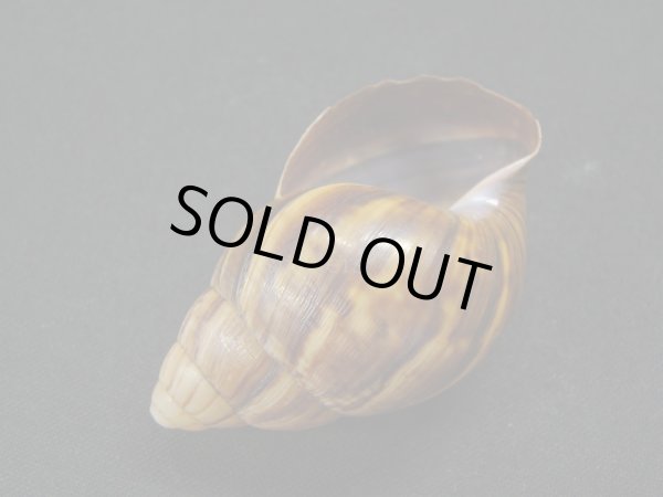 画像3: Thaumastus cf.orcesi Weyrauch (3)