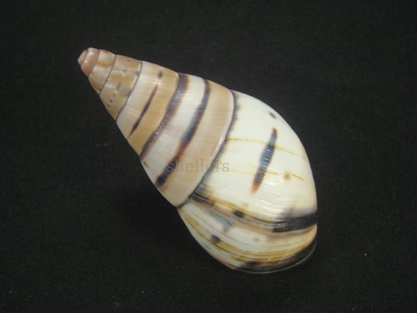 画像2: ペルージョウオウマイマイ 右巻 (2)