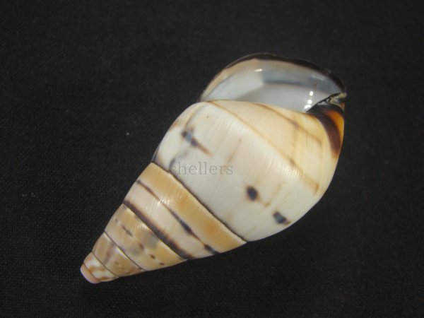 画像3: ペルージョウオウマイマイ 右巻 (3)