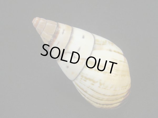 画像2: ペルージョウオウマイマイ 右巻 (2)