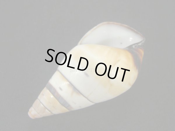 画像3: ペルージョウオウマイマイ 右巻 (3)