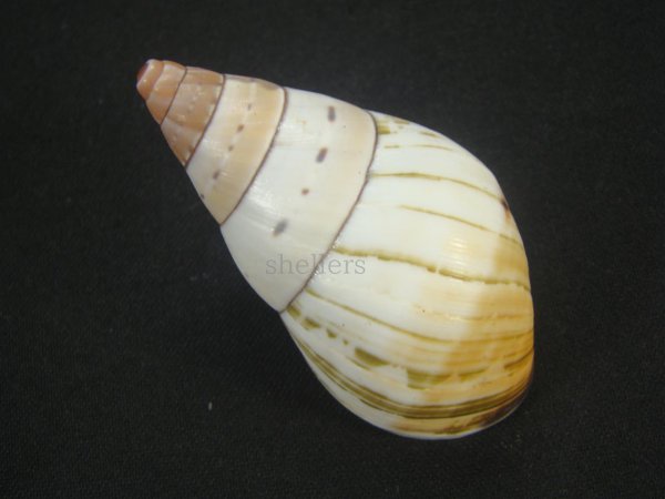 画像2: ペルージョウオウマイマイ 右巻 美品 (2)