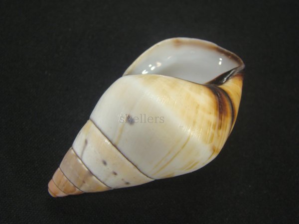 画像3: ペルージョウオウマイマイ 右巻 美品 (3)