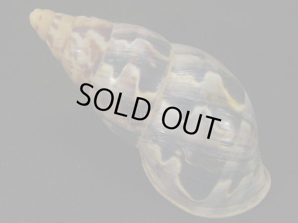 画像2: ペルーサルタンサラサマイマイの仲間（Porphyrobaphe latevittata）特美品　パールリップ (2)