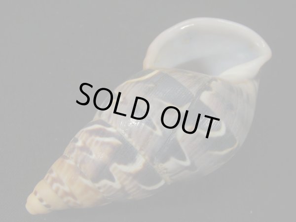 画像3: ペルーサルタンサラサマイマイの仲間（Porphyrobaphe latevittata）特美品　パールリップ (3)