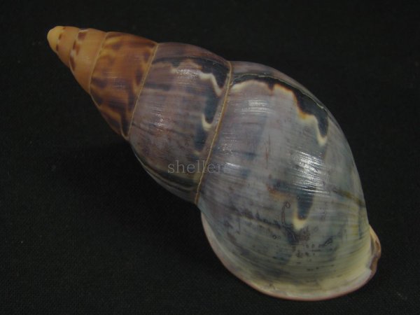 画像2: ペルーサルタンサラサマイマイの仲間(Porphyrobaphe latevittata)美品 パープルパールリップ (2)