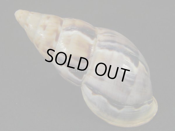 画像2: ペルーサルタンサラサマイマイの仲間(Porphyrobaphe latevittata)美品 パープルパールリップ (2)