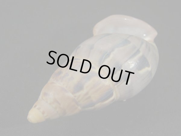 画像3: ペルーサルタンサラサマイマイの仲間(Porphyrobaphe latevittata)美品 パープルパールリップ (3)