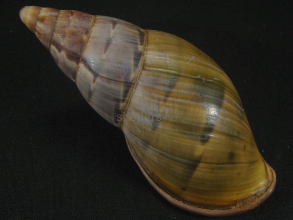 画像2: ペルーサルタンサラサマイマイの仲間(Porphyrobaphe yatesi)老成 パープルパールリップ (2)