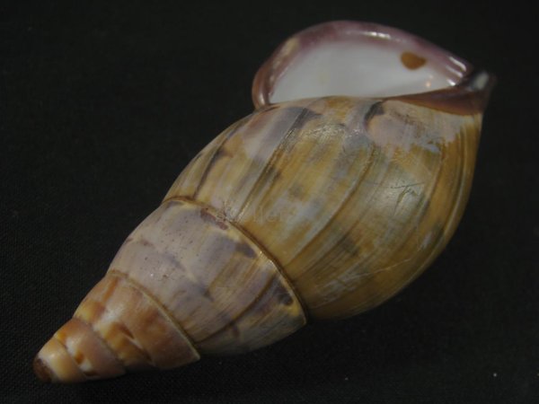 画像3: ペルーサルタンサラサマイマイの仲間(Porphyrobaphe yatesi)老成 パープルパールリップ (3)