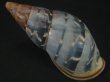 画像2: ペルーサルタンサラサマイマイの仲間（Porphyrobaphe yatesi）老成　美品　ダークパープルパールリップ (2)