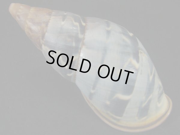 画像2: ペルーサルタンサラサマイマイの仲間（Porphyrobaphe yatesi）老成　美品　ダークパープルパールリップ (2)