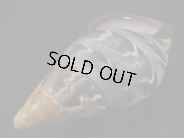 画像3: ペルーサルタンサラサマイマイの仲間（Porphyrobaphe yatesi）老成　美品　ダークパープルパールリップ (3)