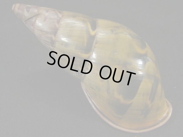 画像2: ペルーサルタンサラサマイマイの仲間（Porphyrobaphe yatesi）ダークパープルパールリップ　殻皮付 (2)