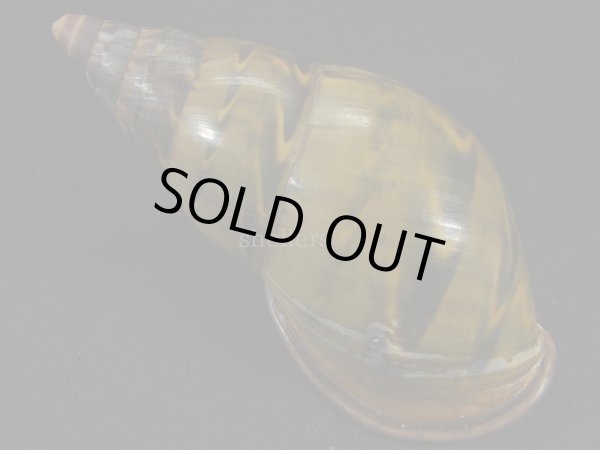 画像2: ペルーサルタンサラサマイマイの仲間(Porphyrobaphe yatesi)美品 グラデーションパープルパールリップ 殻皮付 (2)