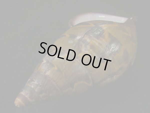 画像3: ペルーサルタンサラサマイマイの仲間(Porphyrobaphe yatesi)美品 グラデーションパープルパールリップ 殻皮付 (3)