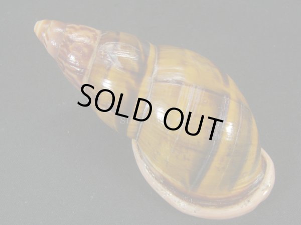 画像2: ペルーサルタンサラサマイマイの仲間(Porphyrobaphe labeo) 大 特老成 美麗模様 美品 (2)