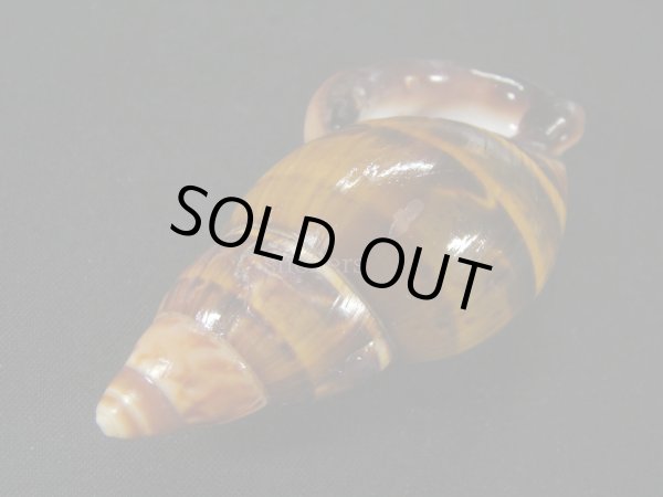 画像3: ペルーサルタンサラサマイマイの仲間(Porphyrobaphe labeo) 大 特老成 美麗模様 美品 (3)