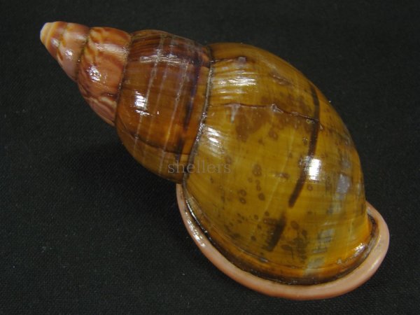 画像2: ペルーサルタンサラサマイマイの仲間(Porphyrobaphe labeo) 特老成 特美品 (2)