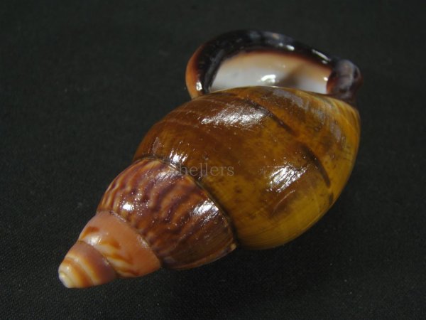 画像3: ペルーサルタンサラサマイマイの仲間(Porphyrobaphe labeo) 特老成 特美品 (3)