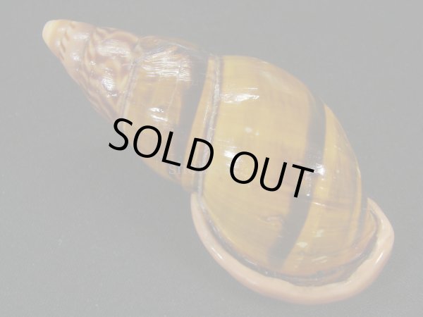 画像2: ペルーサルタンサラサマイマイの仲間(Porphyrobaphe labeo)　特老成　特美品　美麗模様 (2)