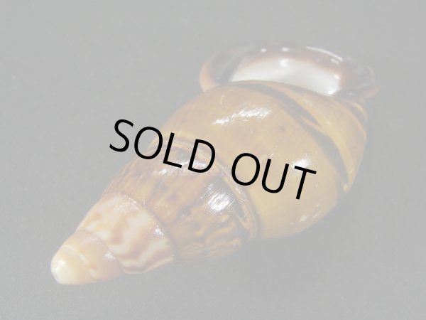 画像3: ペルーサルタンサラサマイマイの仲間(Porphyrobaphe labeo)　特老成　特美品　美麗模様 (3)