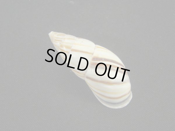 画像2: ロビートウガタマイマイ（Neopetraeus lobbii） (2)