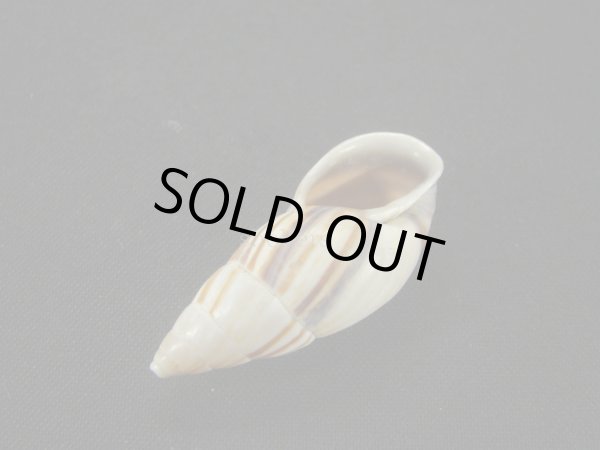 画像3: ロビートウガタマイマイ（Neopetraeus lobbii） (3)