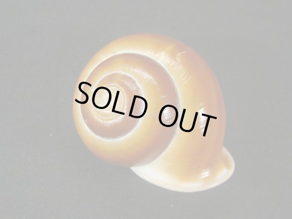 画像2: Calocochlia tukanensis (2)