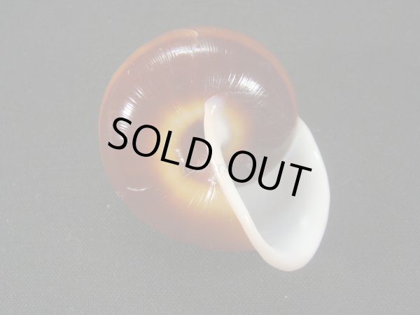 画像3: Calocochlia tukanensis (3)