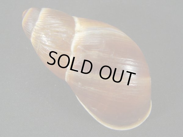 画像2: Megalobulimus sp. (2)