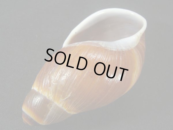 画像3: Megalobulimus sp. (3)