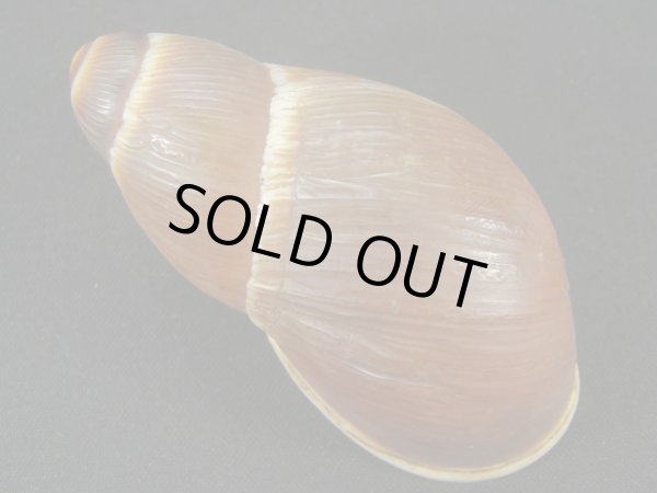 画像2: Megalobulimus sp.　老成 (2)