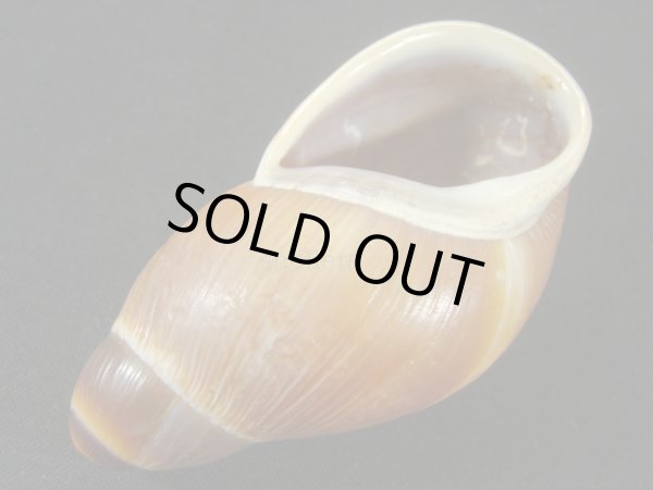 画像3: Megalobulimus sp.　老成 (3)