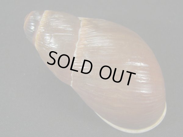 画像2: Megalobulimus sp.　老成 (2)