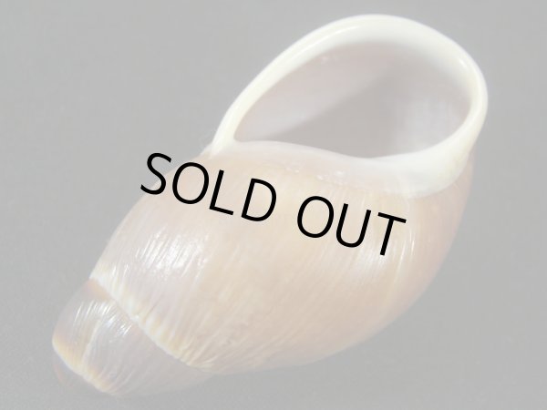 画像3: Megalobulimus sp.　老成 (3)