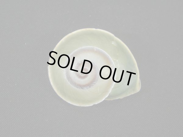 画像2: ヒガサマイマイ (2)