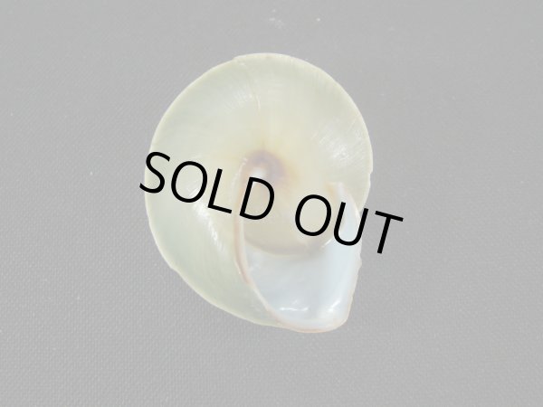 画像3: ヒガサマイマイ (3)