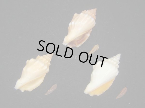 画像3: チリメンムカシタモト？？　３色セット (3)