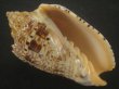 画像1: ヘブライガクフボラ(Voluta ebraea) 老成　美品 (1)