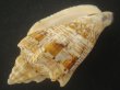画像3: ヘブライガクフボラ(Voluta ebraea) 老成　美品 (3)