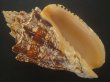 画像1: ヘブライボラ(Voluta ebraea) 180ｍｍ　特大　老成　濃色　美品 (1)