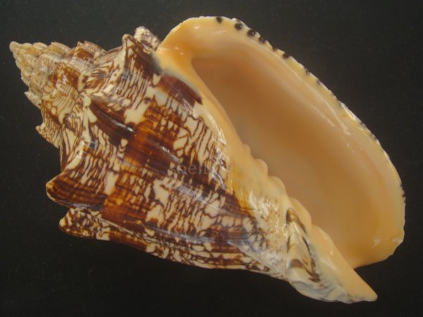 画像1: ヘブライボラ(Voluta ebraea) 180ｍｍ　特大　老成　濃色　美品 (1)