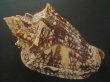画像2: ヘブライボラ(Voluta ebraea) 180ｍｍ　特大　老成　濃色　美品 (2)