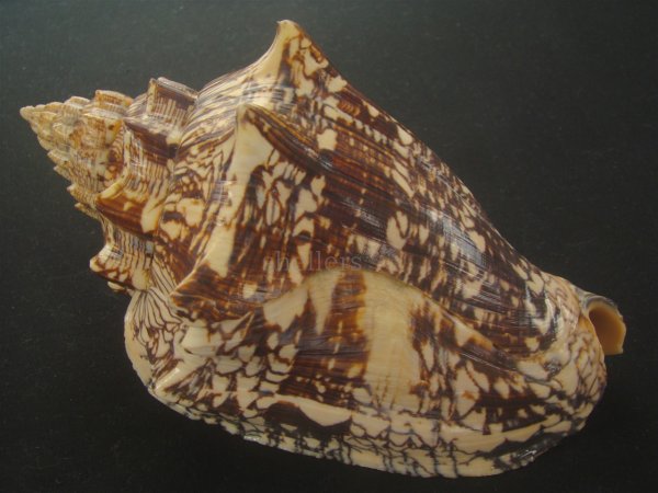 画像2: ヘブライボラ(Voluta ebraea) 180ｍｍ　特大　老成　濃色　美品 (2)