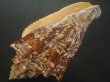 画像3: ヘブライボラ(Voluta ebraea) 180ｍｍ　特大　老成　濃色　美品 (3)